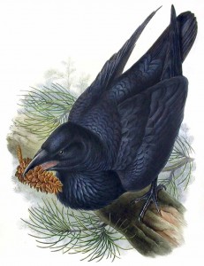 Grand corbeau