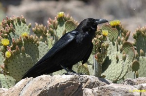 Grand corbeau