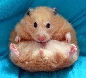 Hamster