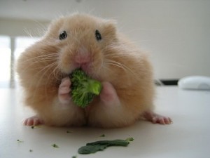 Hamster