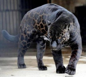 Jaglion