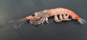 Krill antarctique
