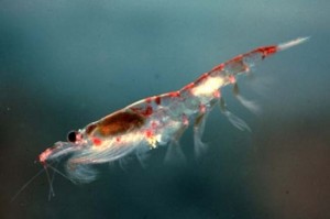 Krill antarctique