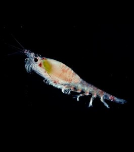 Krill antarctique