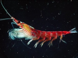 Krill antarctique