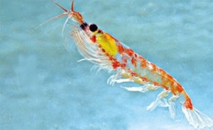 Krill antarctique