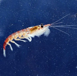 Krill antarctique