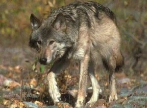 Loup d'Arabie