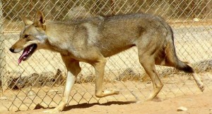Loup d'Arabie