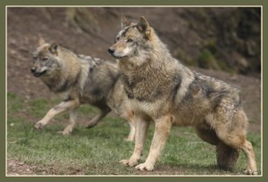 Loup d'Arabie