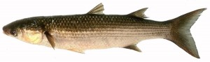 Mulet (poisson)