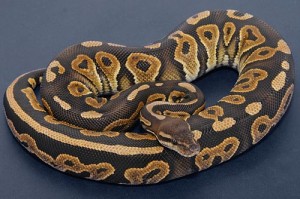 Python royal