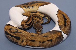 Python royal