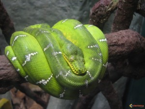 Python vert