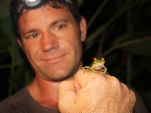 Rainette aux yeux rouges