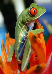 Rainette aux yeux rouges