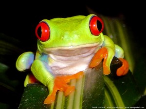 Rainette aux yeux rouges