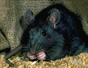 Rat noir