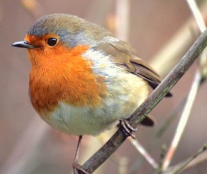 Rouge-gorge