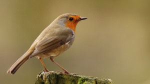 Rouge-gorge