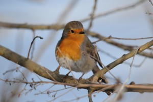 Rouge-gorge