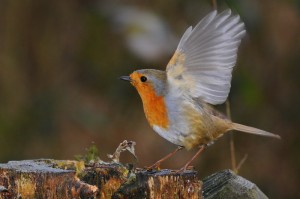 Rouge-gorge
