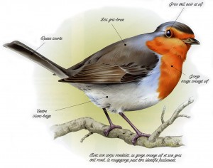 Rouge-gorge