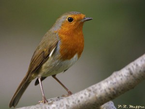Rouge-gorge