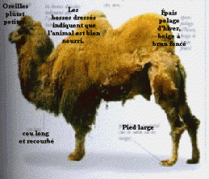 Chameau de Bactriane