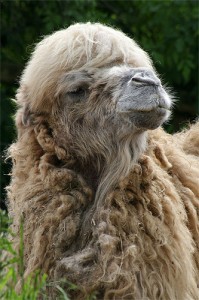 Chameau de Bactriane