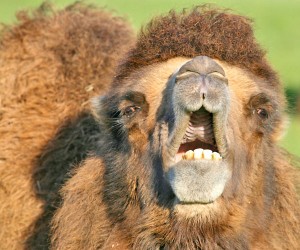 Chameau de Bactriane