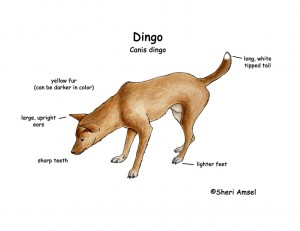 Dingo