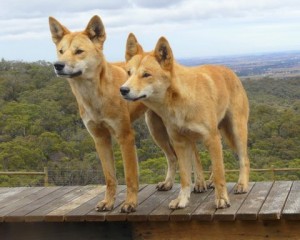 Dingo