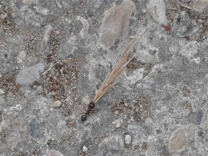 Fourmi moissonneuse