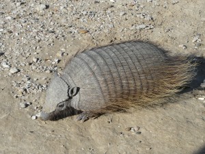 Grand tatou velu