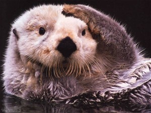 Loutre de mer