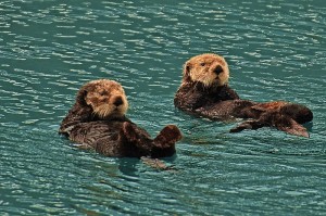 Loutre de mer