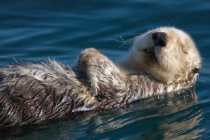 Loutre de mer