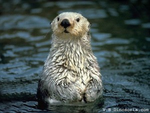 Loutre de mer