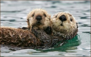 Loutre de mer