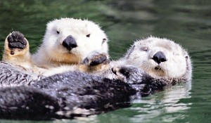 Loutre de mer