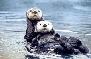 Loutre de mer