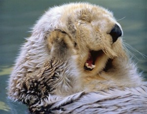Loutre de mer