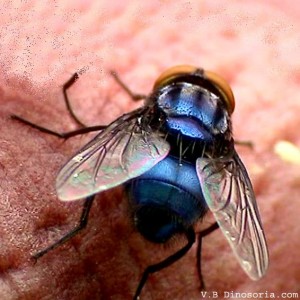 Mouche bleue