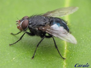 Mouche bleue