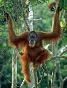 Orang-outan de Sumatra