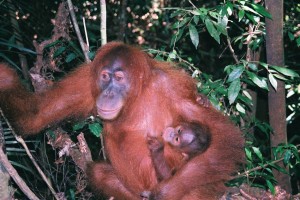 Orang-outan de Sumatra