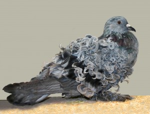Pigeon