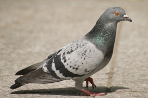 Pigeon