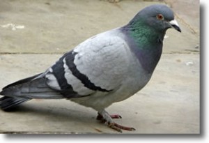 Pigeon
